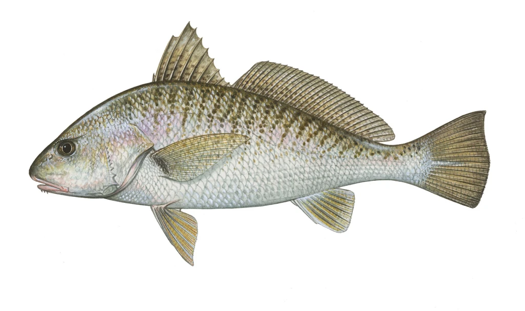 Atlantic croaker