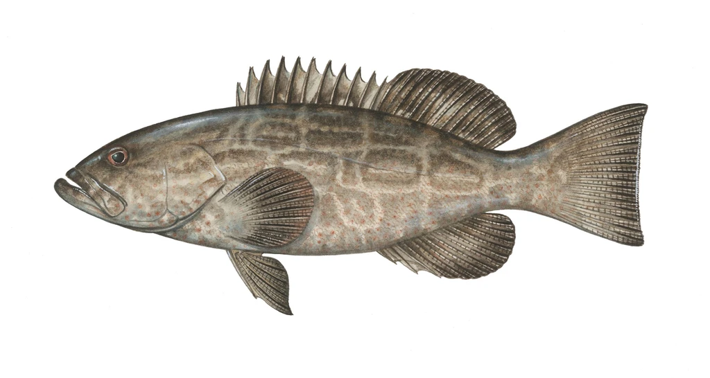 Black grouper