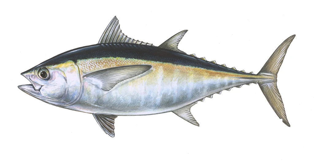 Blackfin tuna