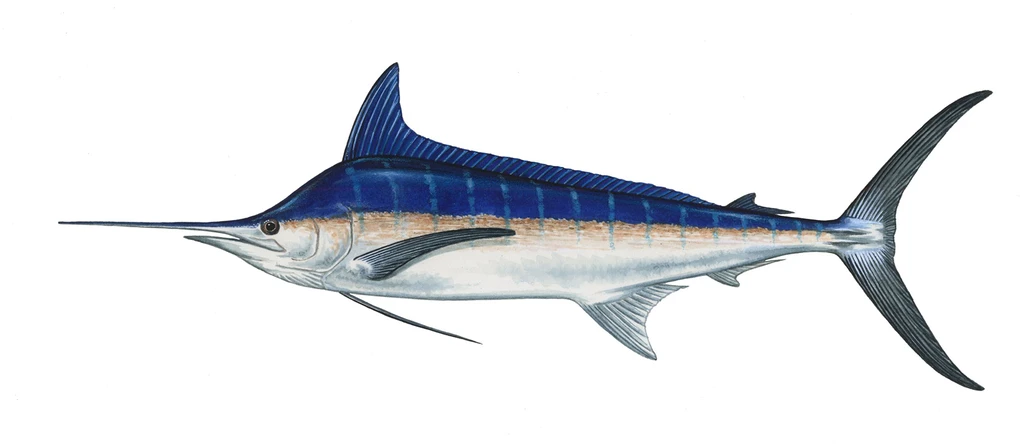 Blue marlin