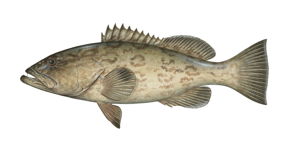 Gag Grouper