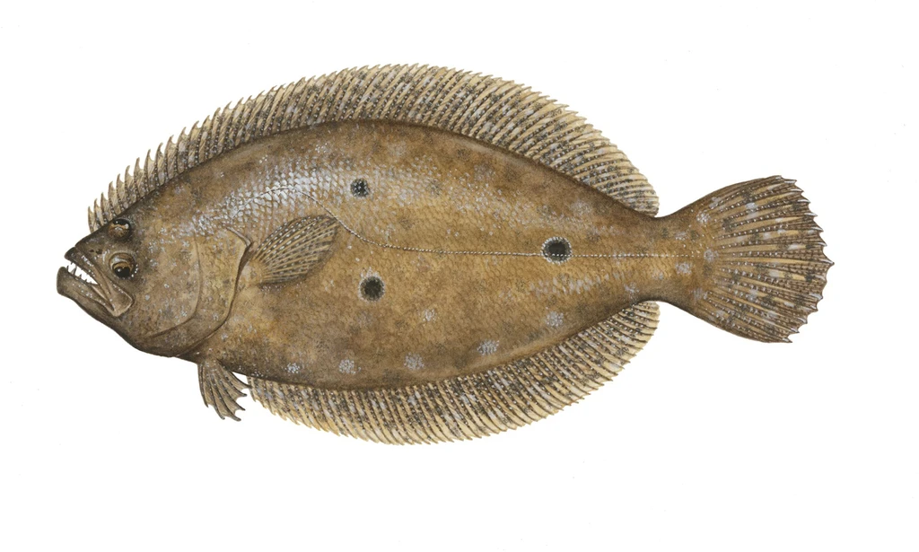 Gulf flounder