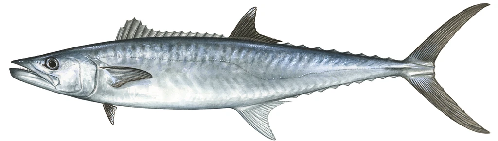 King Mackerel