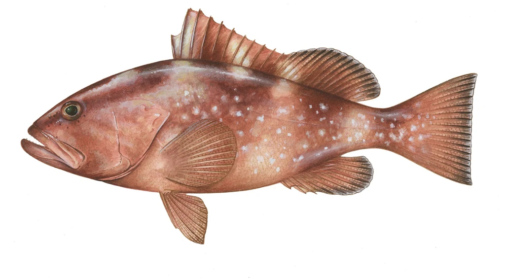 Red Grouper